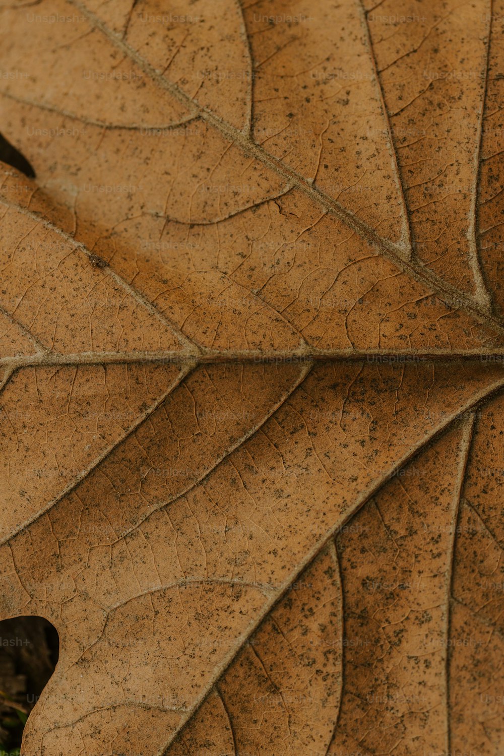 Free Texture Tuesday: Dried Leaves - Bittbox