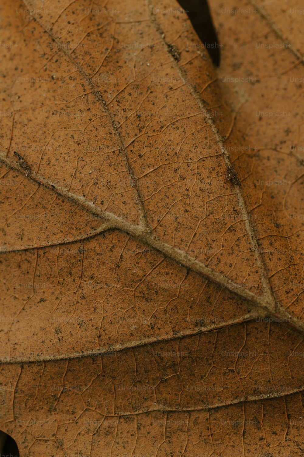 a close up of a brown leaf with small dots