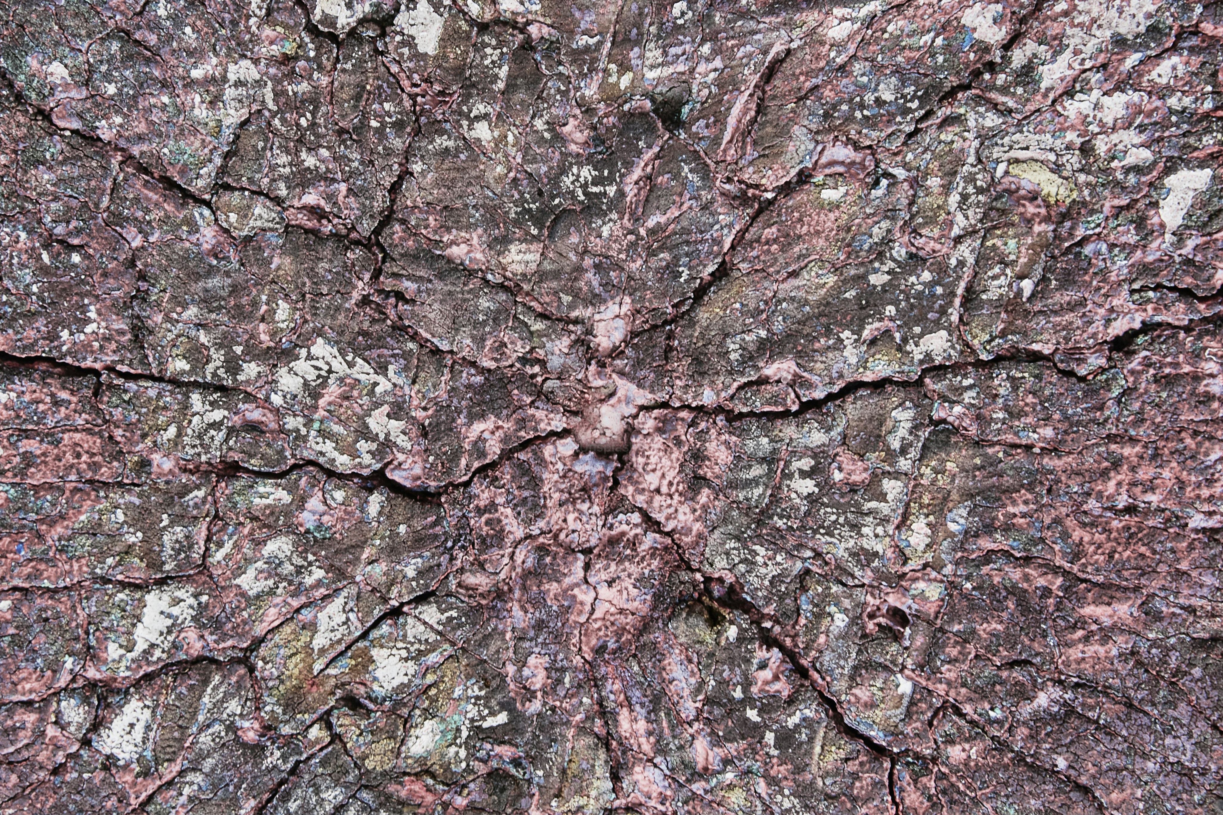 木の幹の拡大図