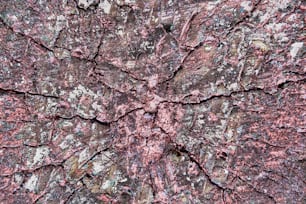 a close up view of a tree trunk