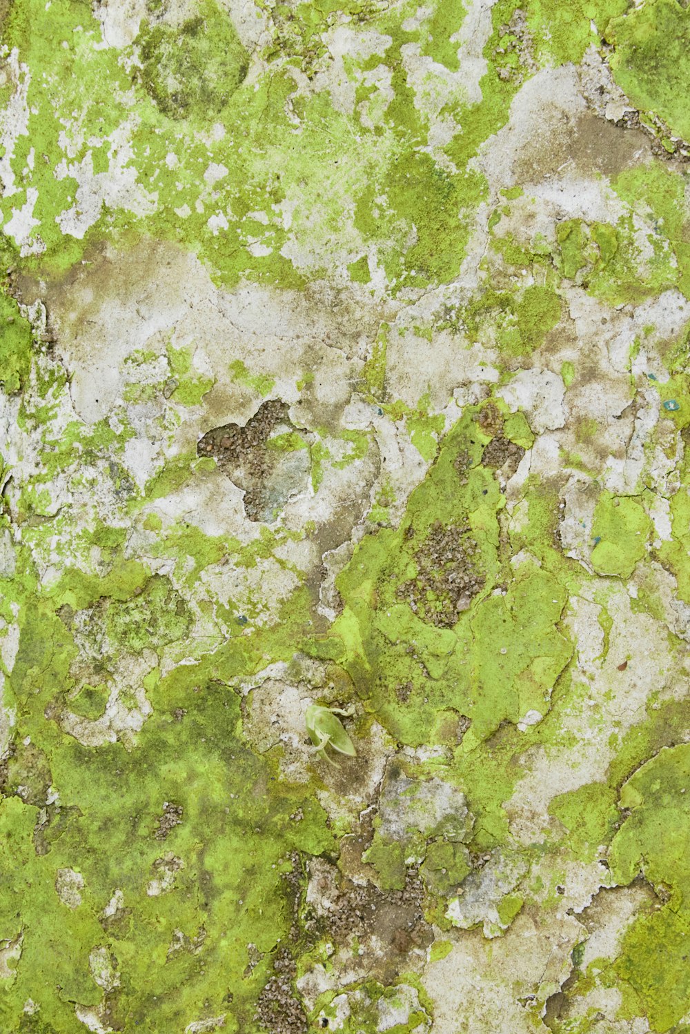 a close up of a green and white wall