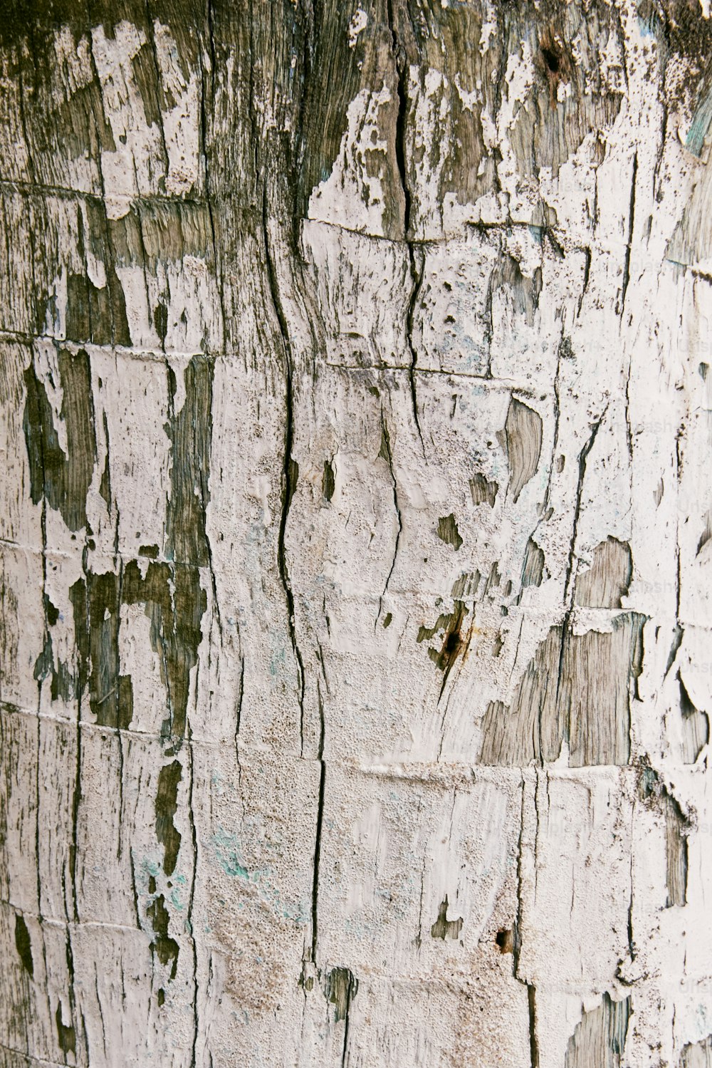 a close up of the bark of a tree