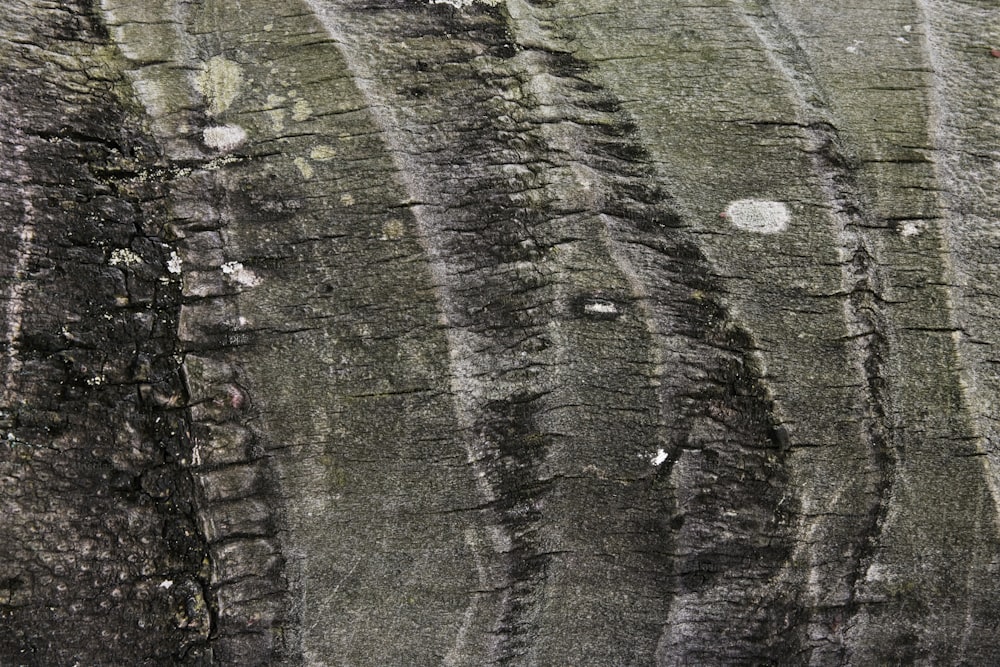 a close up of the bark of a tree