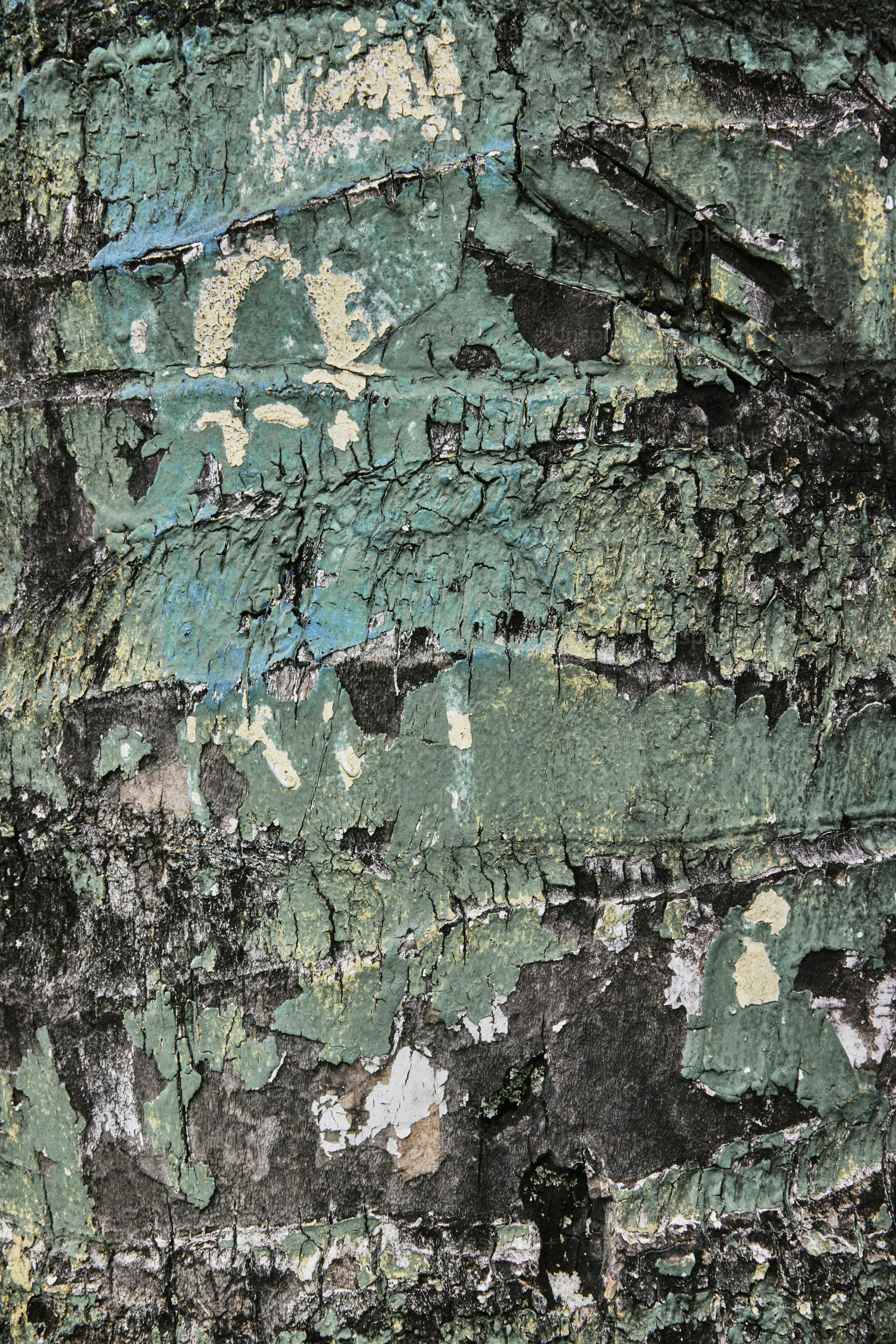 木の樹皮のクローズアップ