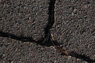 un objet noir étendu sur le sol au milieu de la route