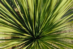 a close up view of a green plant