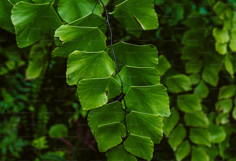 緑の葉の多い植物のクローズアップ