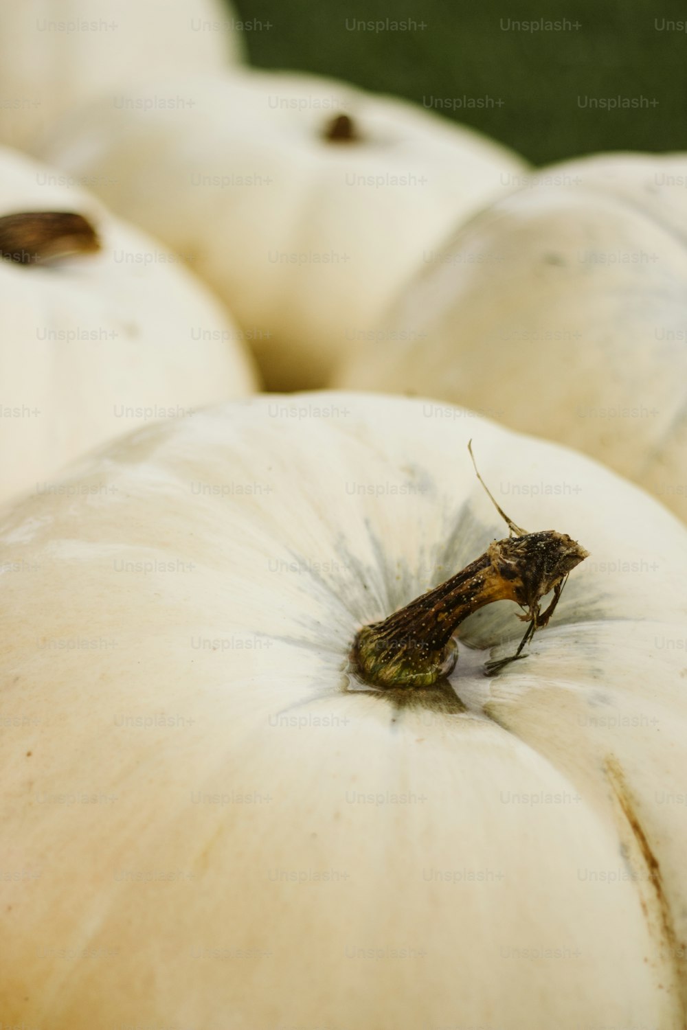 a bug sitting on top of a white pumpkin