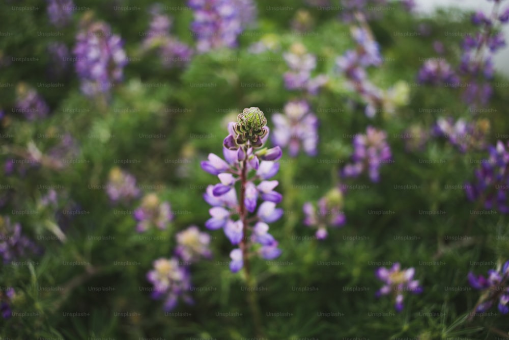 野原の紫色の花の接写