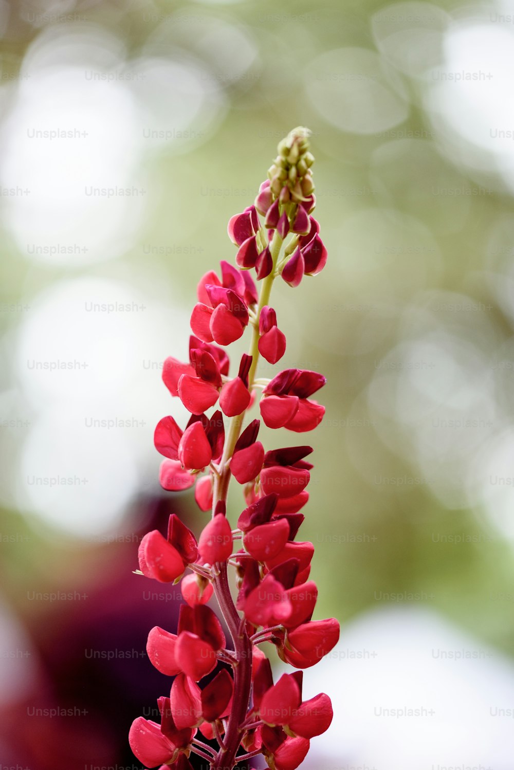um close up de uma flor vermelha com fundo desfocado