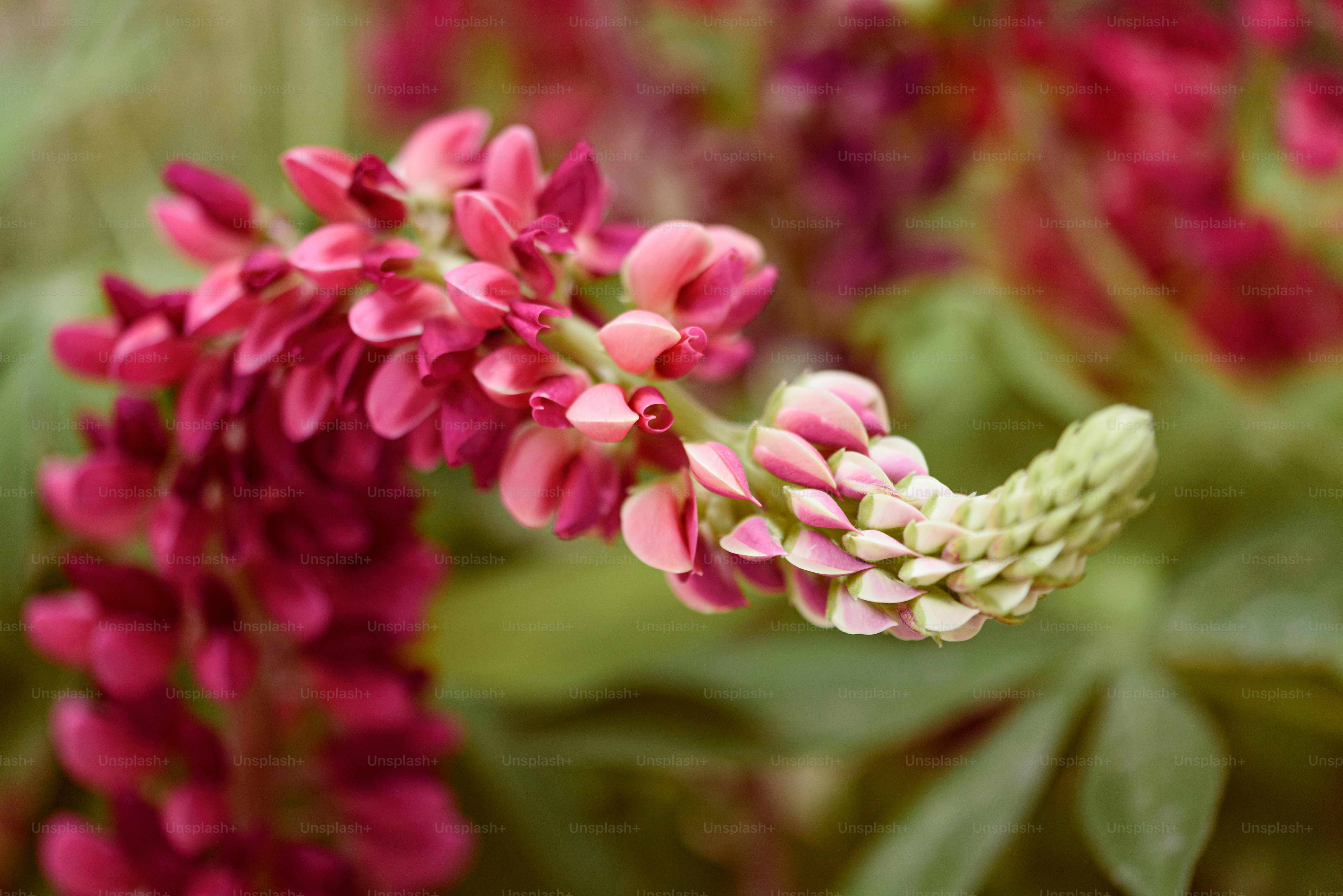 A close up of a pink flower with green leaves photo – Pink Image on ...