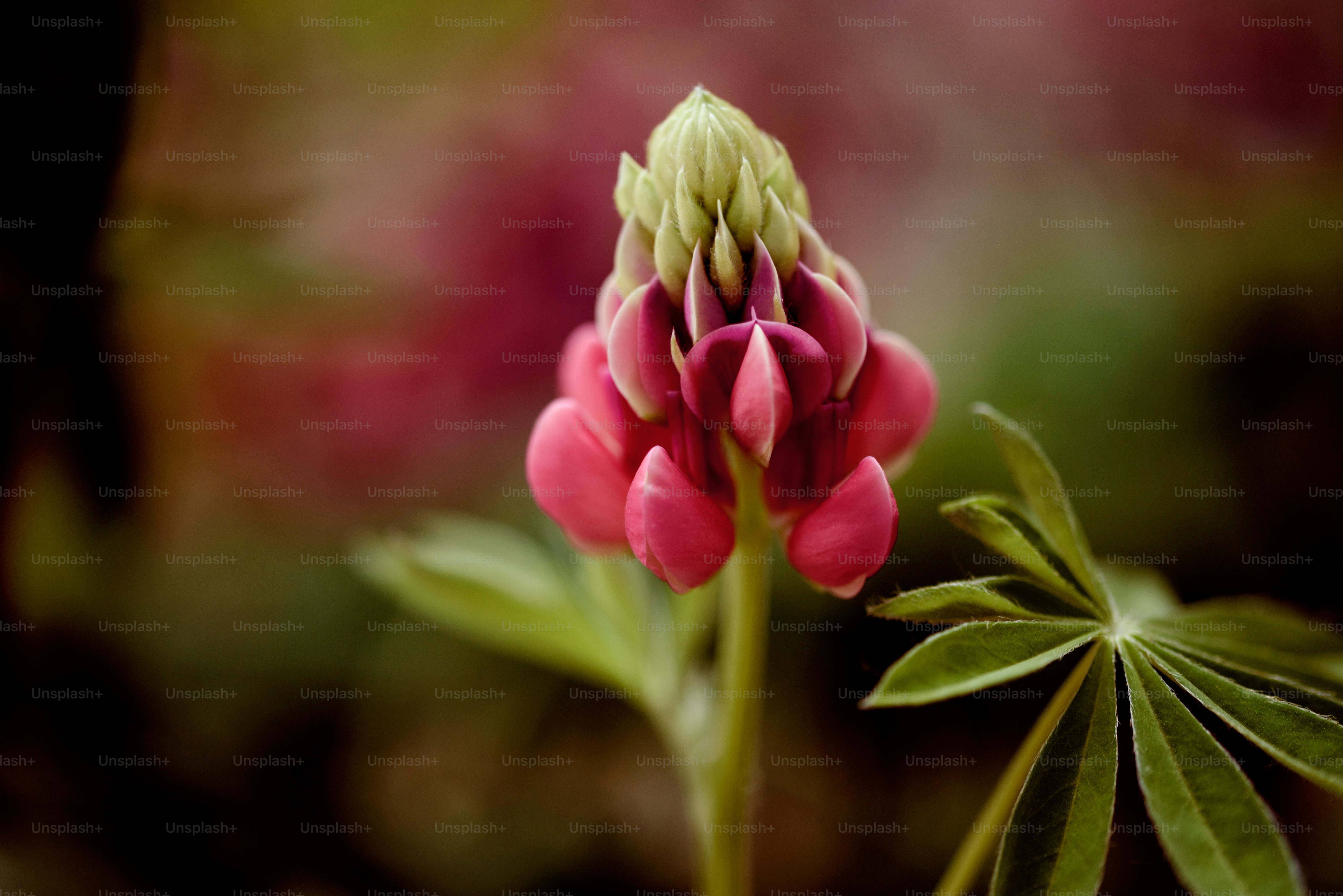 a close up of a pink flower with green leaves