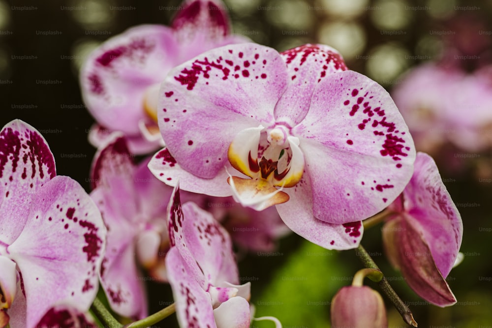 a close up of a pink and white flower