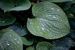 水滴が当たる緑の葉