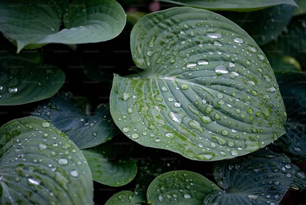 hojas verdes con gotas de agua sobre ellas