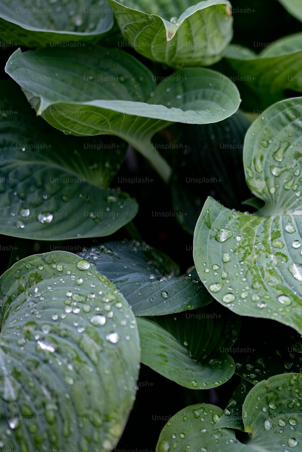 um close up de uma planta com gotículas de água sobre ele