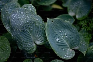 a close up of a green plant with water droplets on it