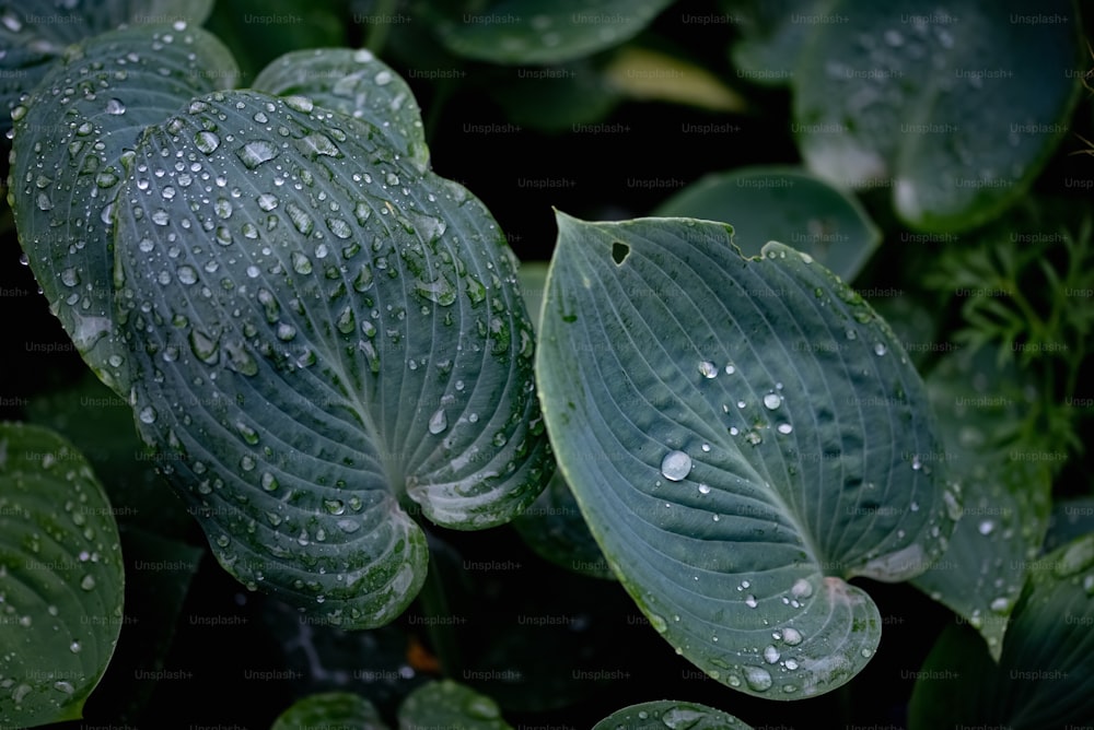 un gros plan d’une plante verte avec des gouttelettes d’eau dessus