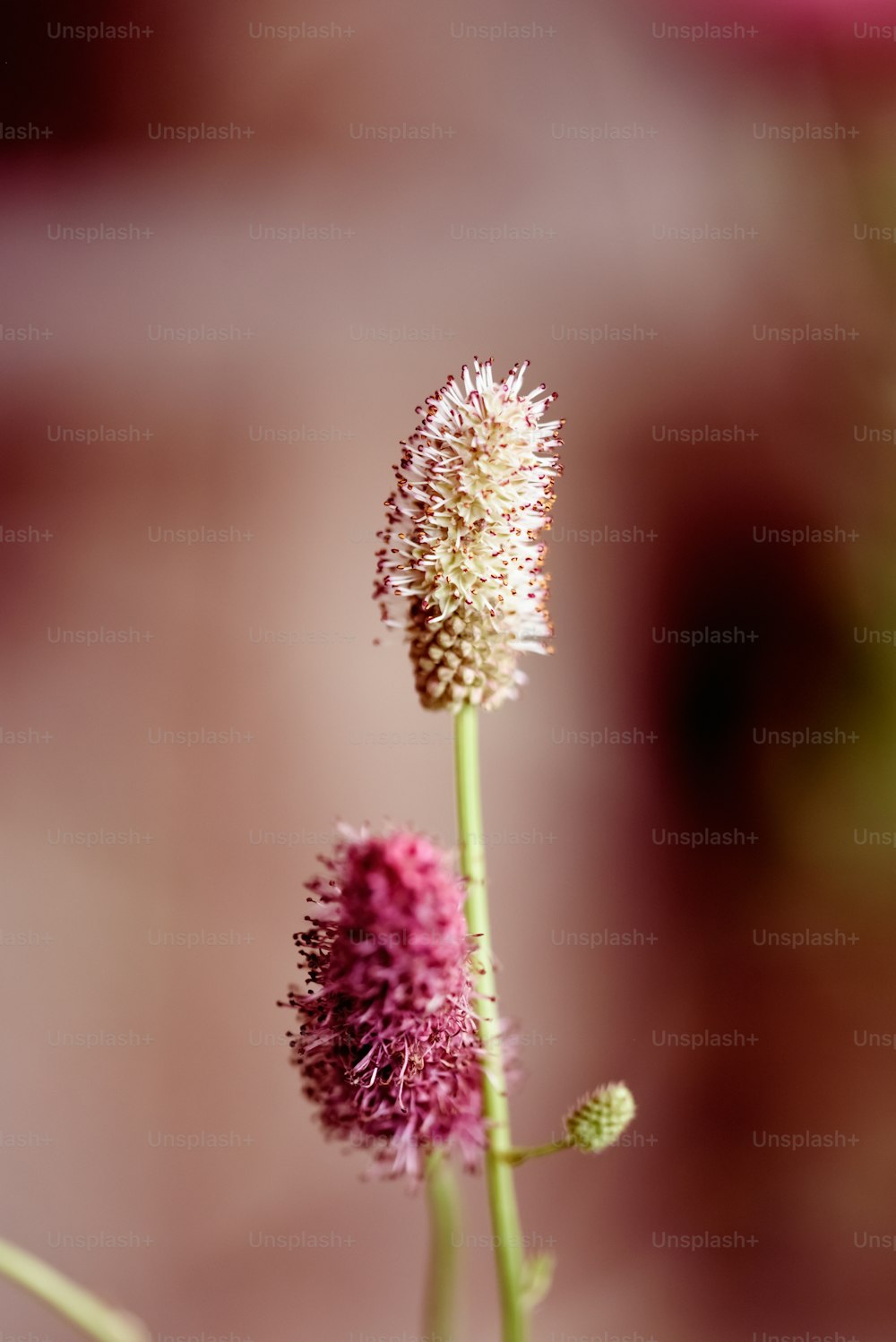 a close up of a flower with a blurry background