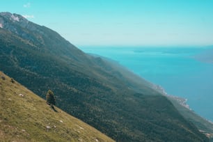 a lone tree on the side of a mountain