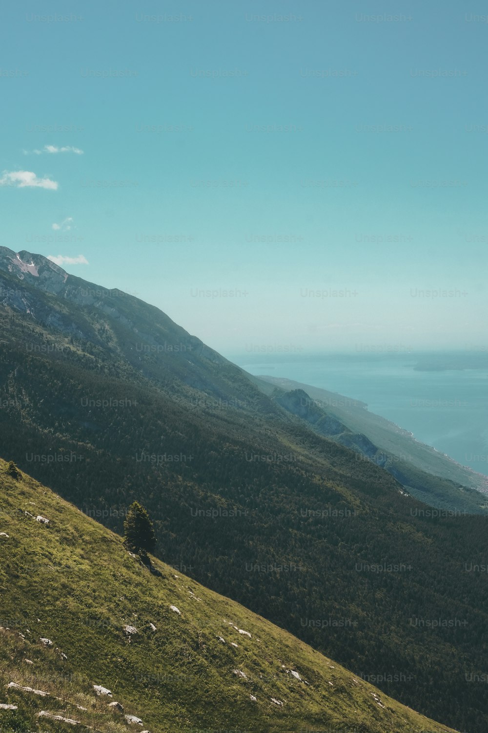 a lone tree on the side of a mountain