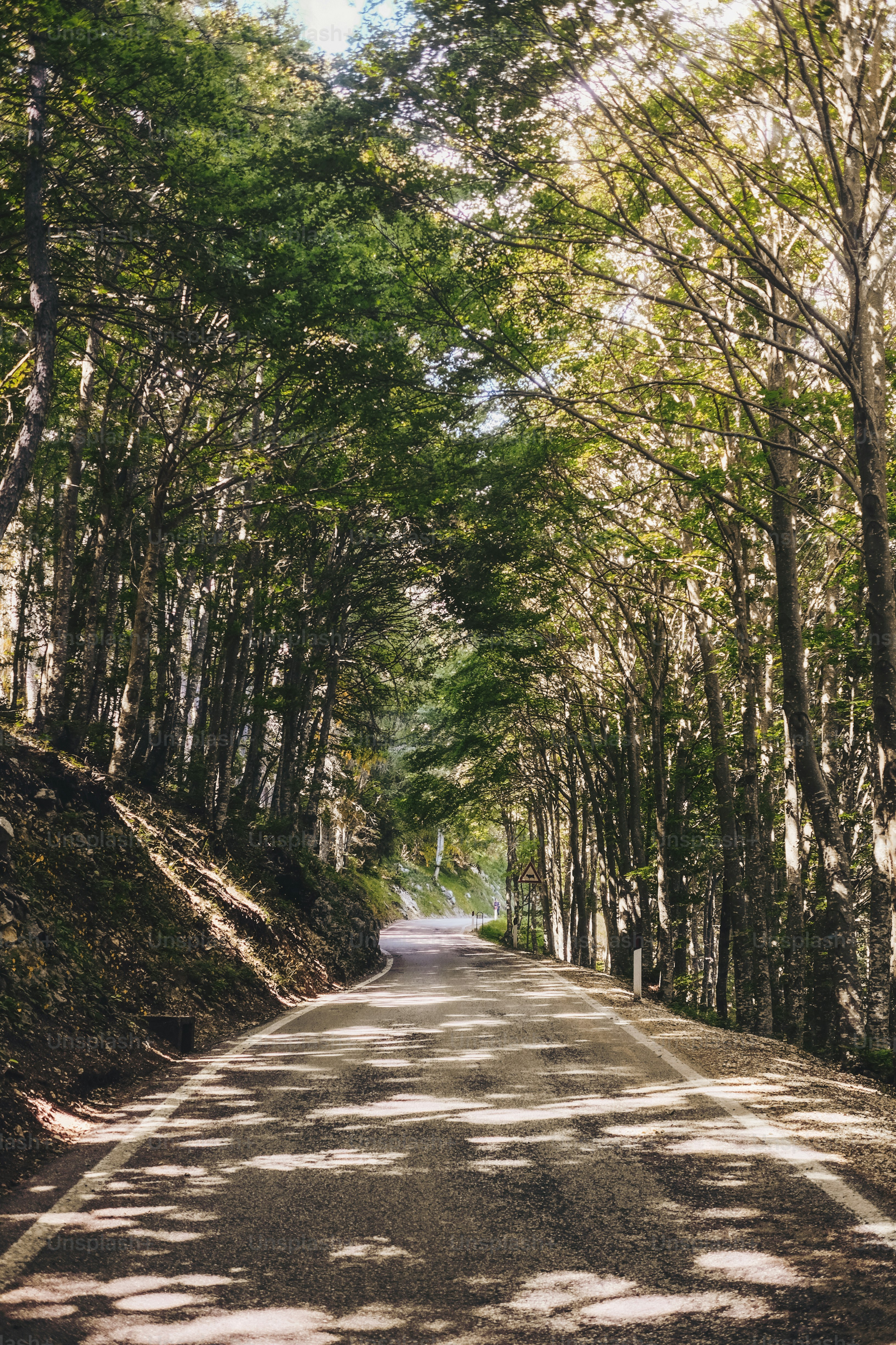 a road with trees lining both sides of it
