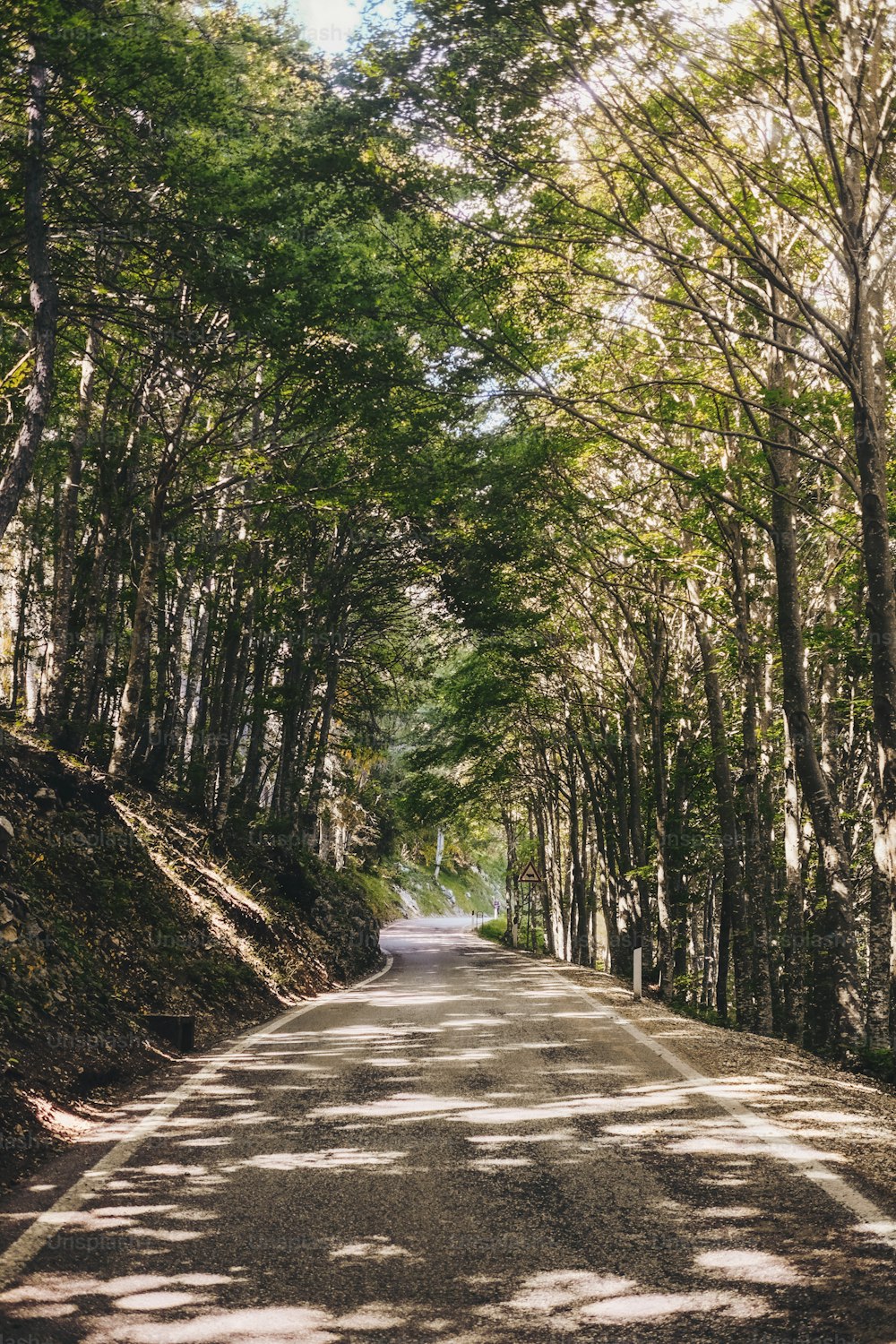 uma estrada com árvores que revestem ambos os lados dela