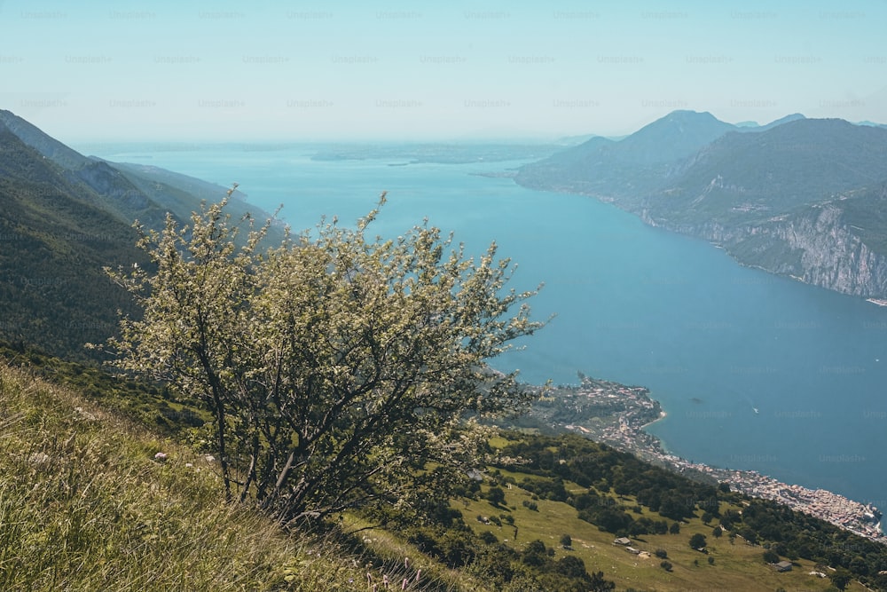 a tree on a hill overlooking a body of water