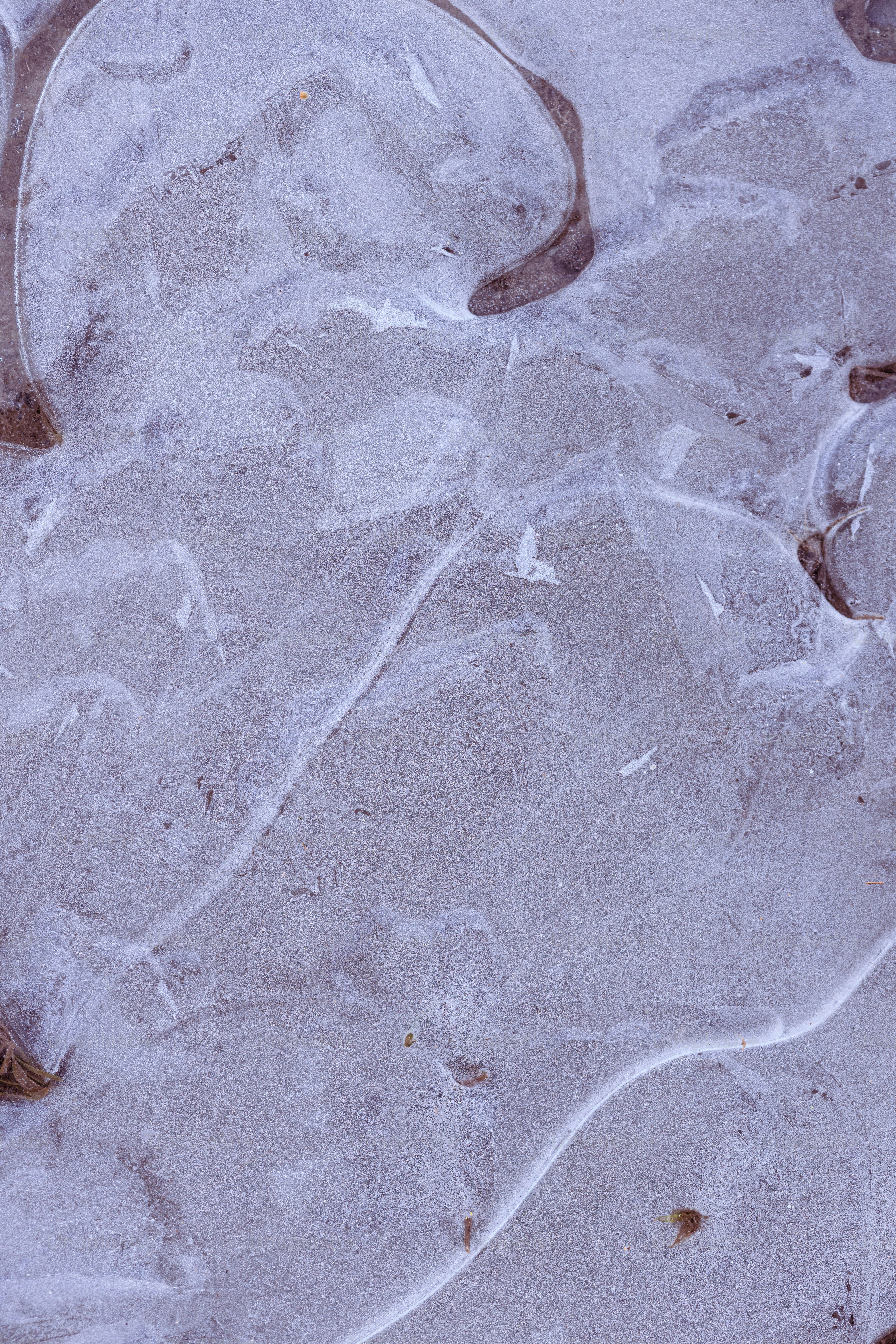 Ein Vogel steht auf einem Eisfleck