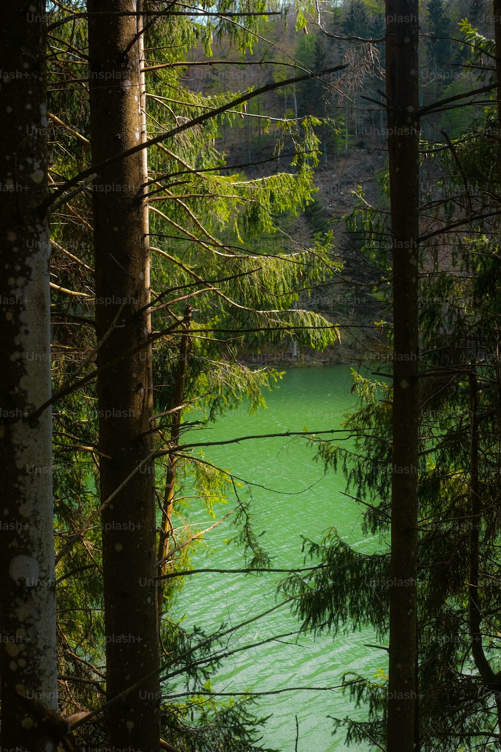 Ein Gewässer umgeben von Bäumen in einem Wald