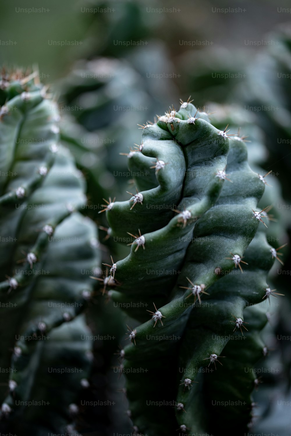 a close up of a green cactus plant