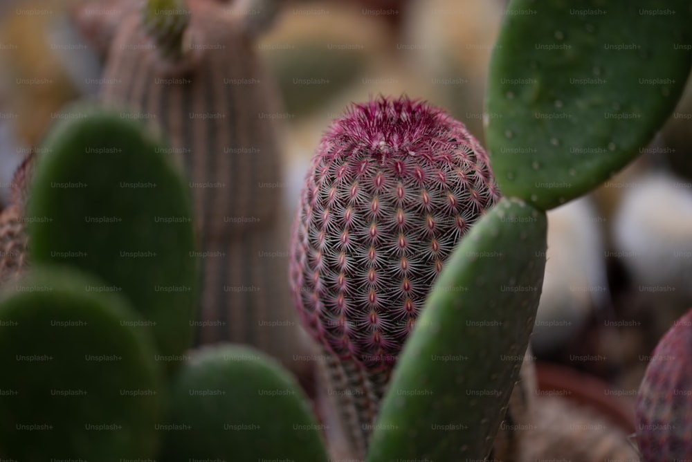 a close up of a cactus plant with other plants in the background