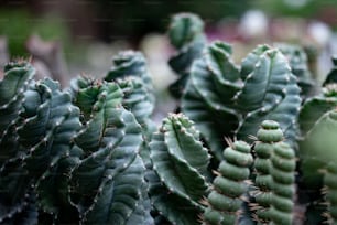 a close up of a bunch of cactus plants