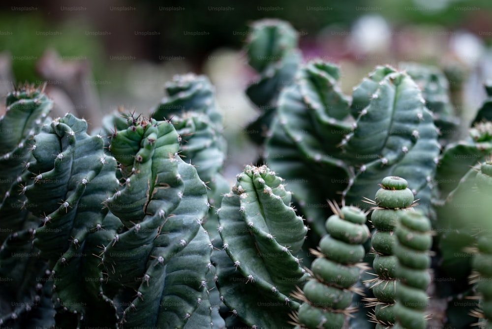 um close up de um monte de plantas de cactos