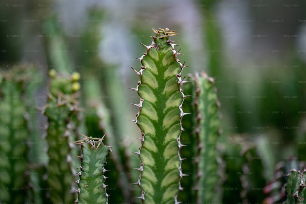 a close up of a green plant with spikes