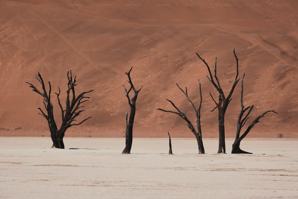 사막 한가운데에 서 있는 죽은 나무들