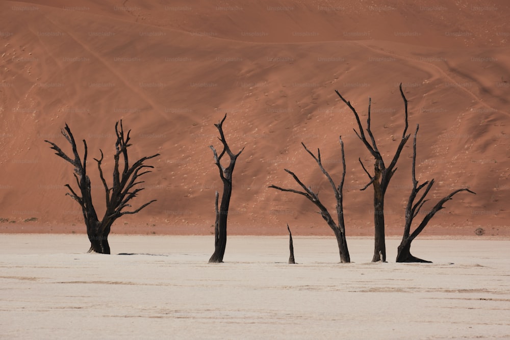 a group of dead trees standing in the middle of a desert