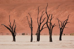 um grupo de árvores mortas em pé em um deserto