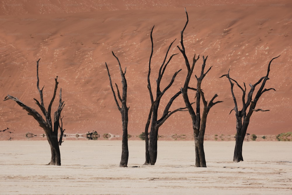 a group of dead trees standing in a desert