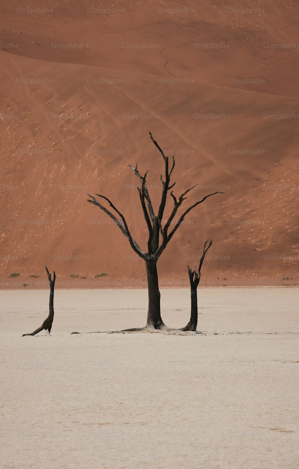 사막 한가운데에 있는 죽은 나무 무리