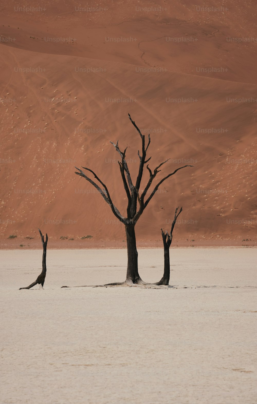 a group of dead trees in the middle of a desert