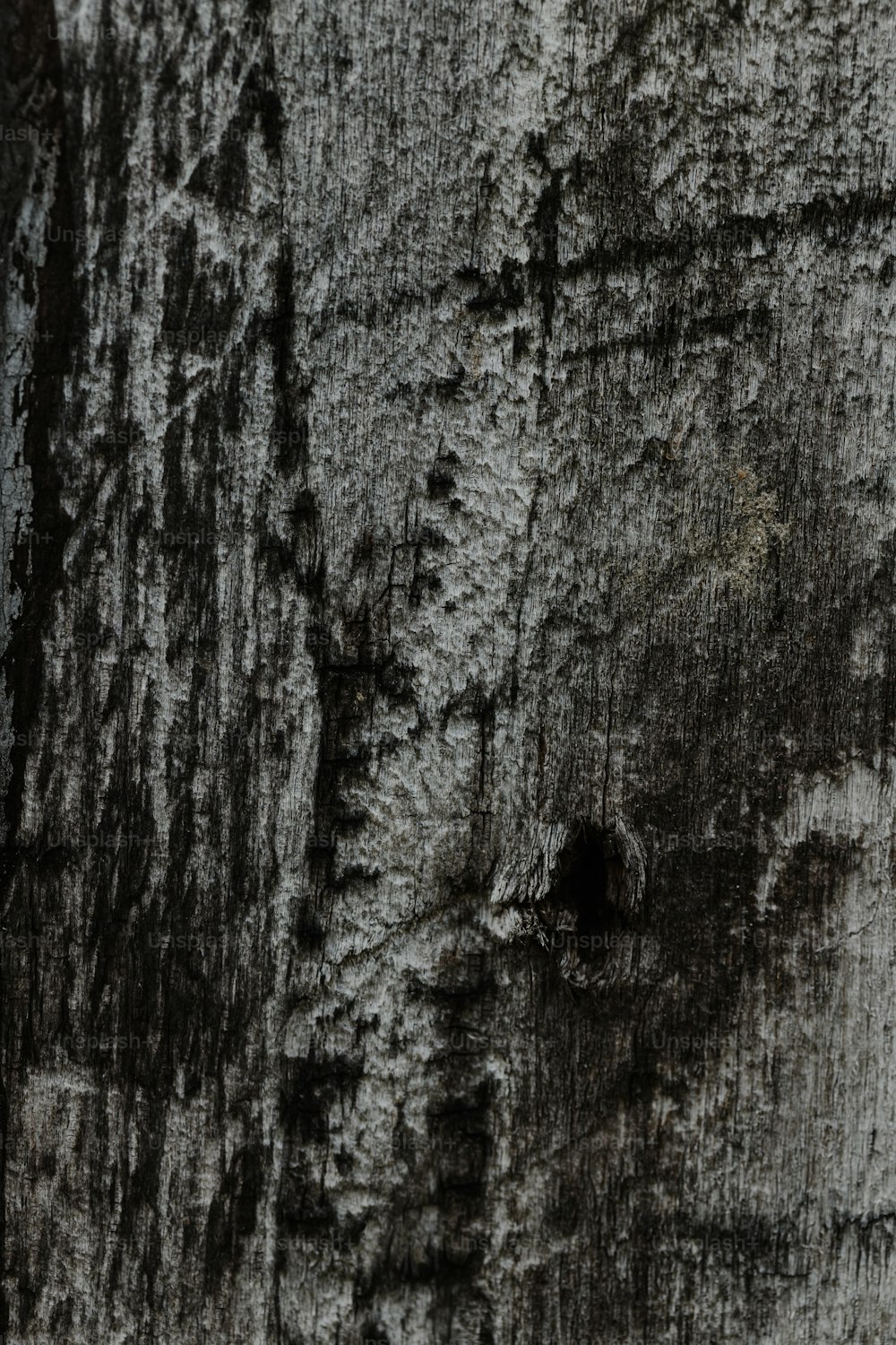Una foto en blanco y negro de la corteza de un árbol