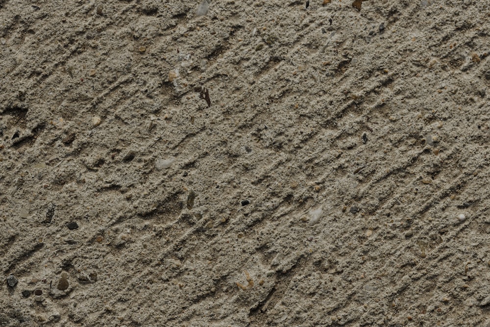 um close up das pegadas de um pássaro na areia