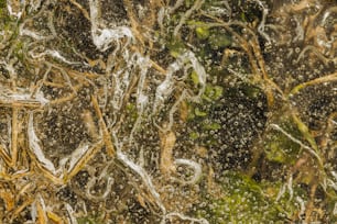 a close up of a bunch of grass and dirt