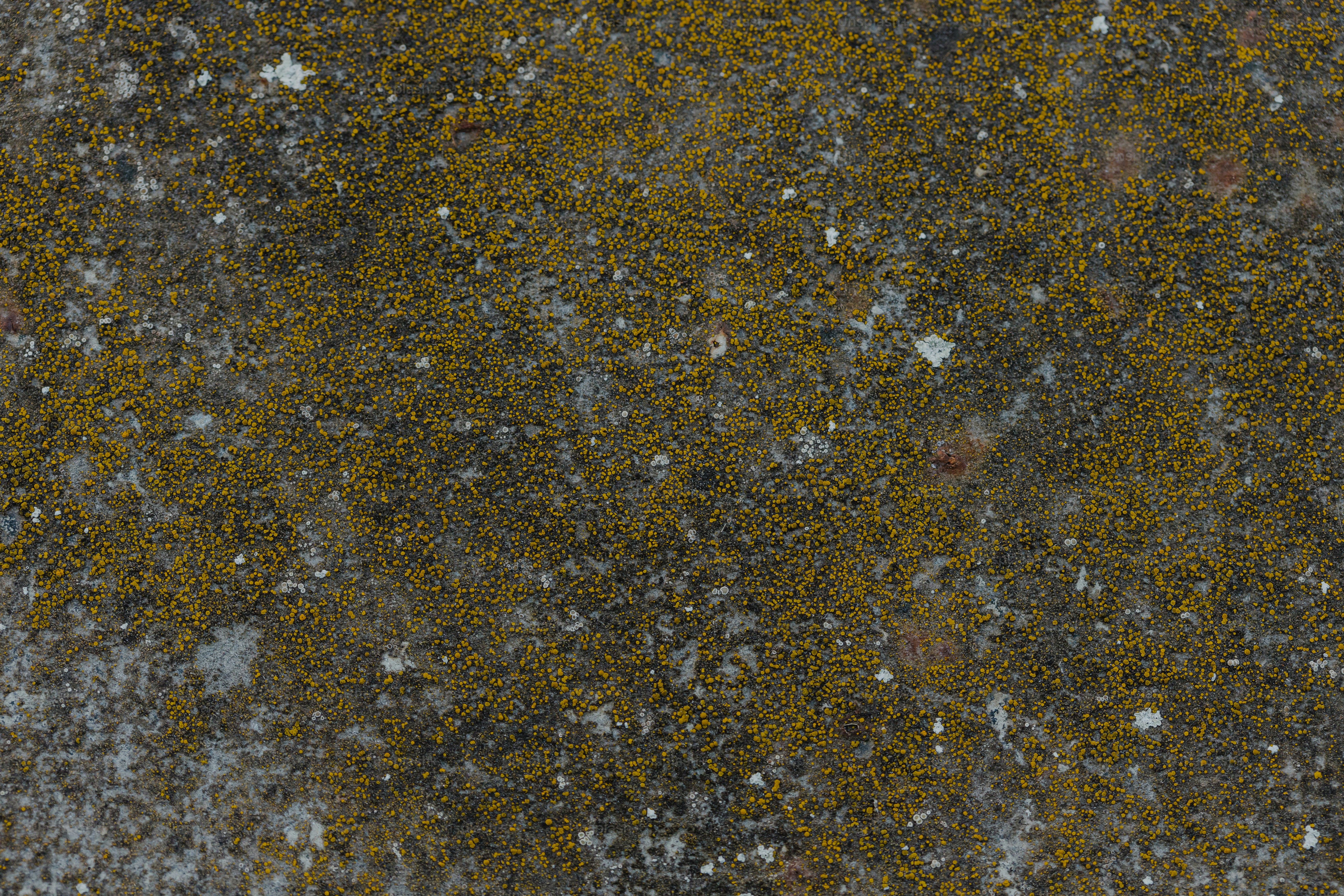 a close up of a rock with moss growing on it