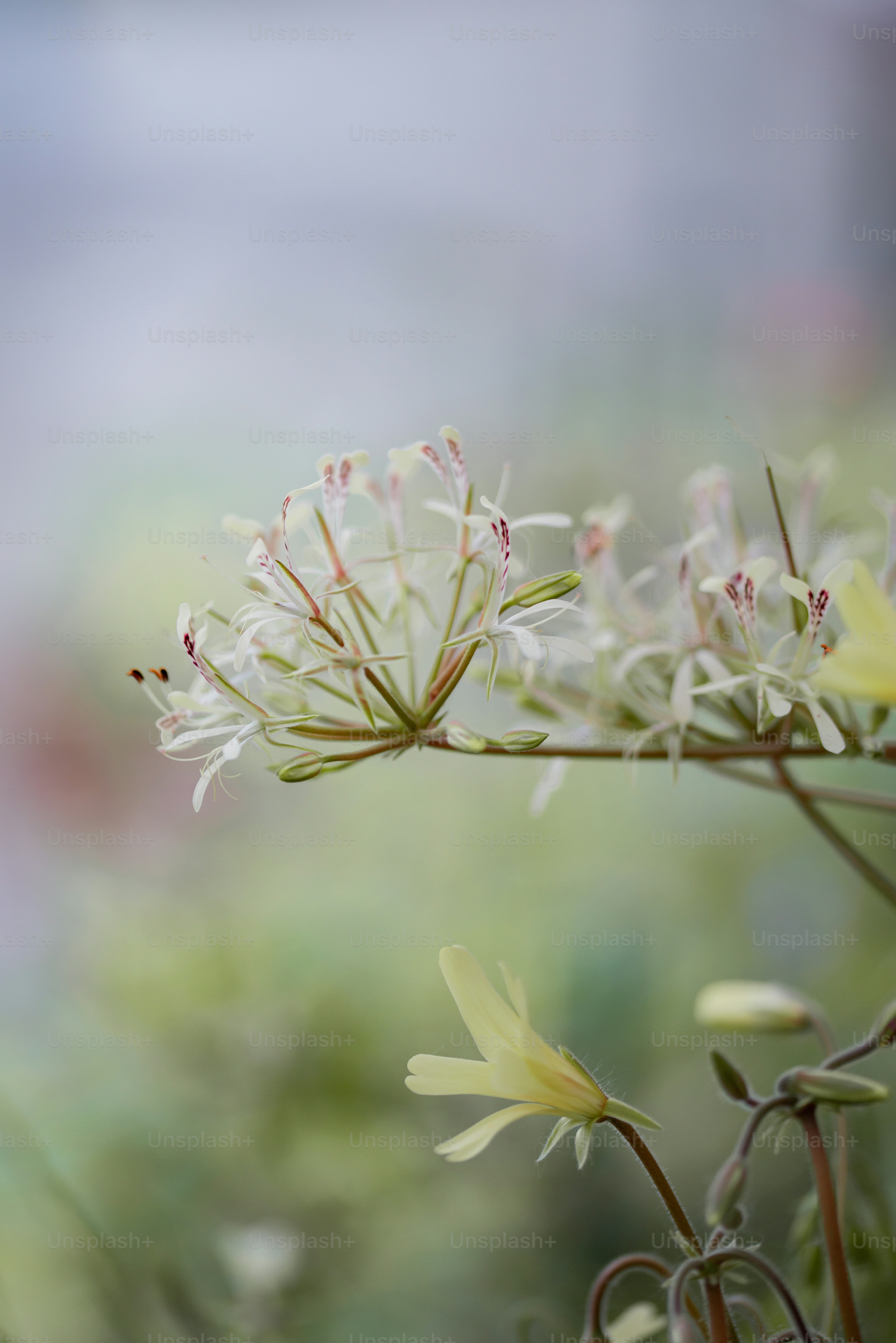 Light Colored Flowers