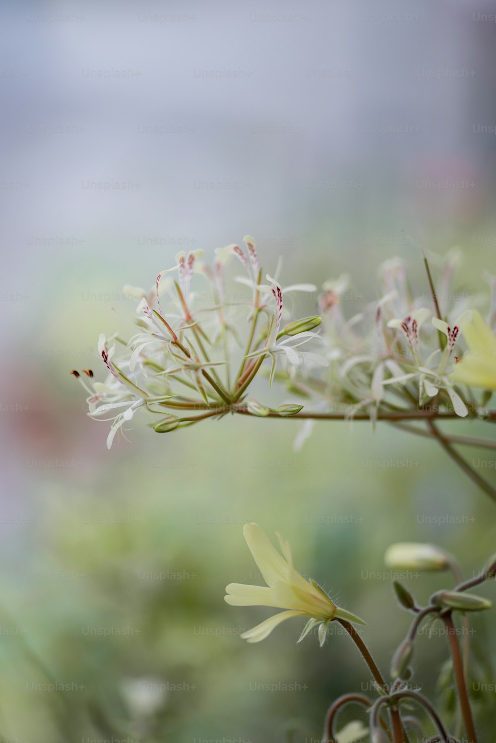 白い花を持つ植物の接写