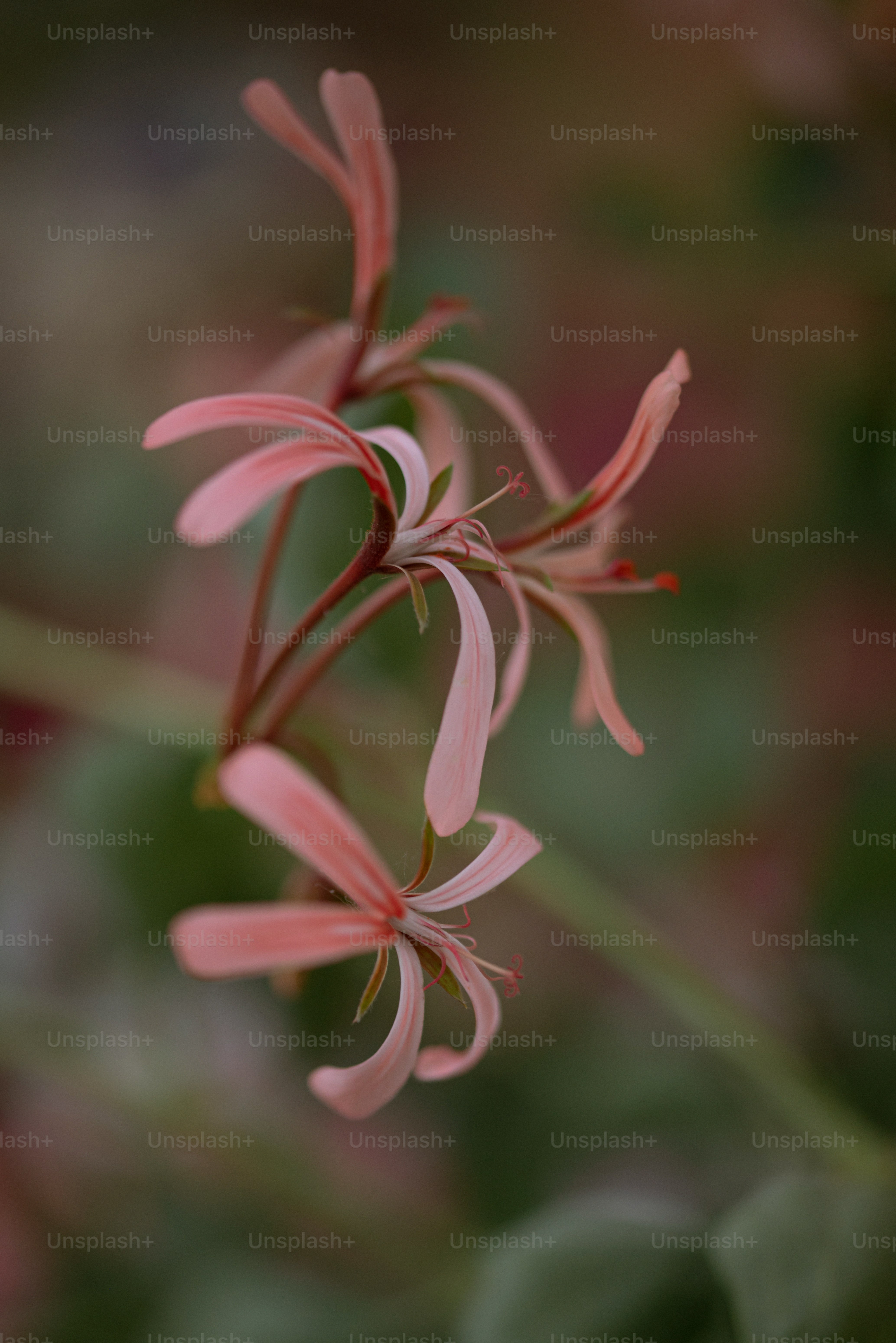 a close up of a pink flower with a blurry background