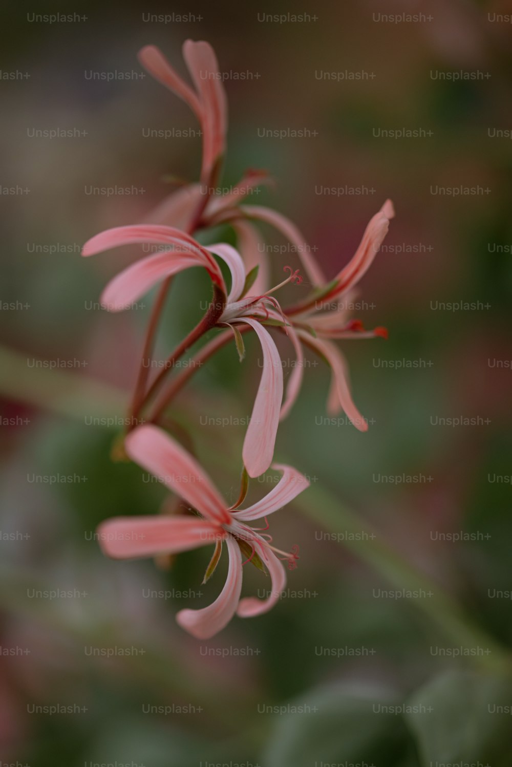 Eine Nahaufnahme einer rosa Blume mit verschwommenem Hintergrund