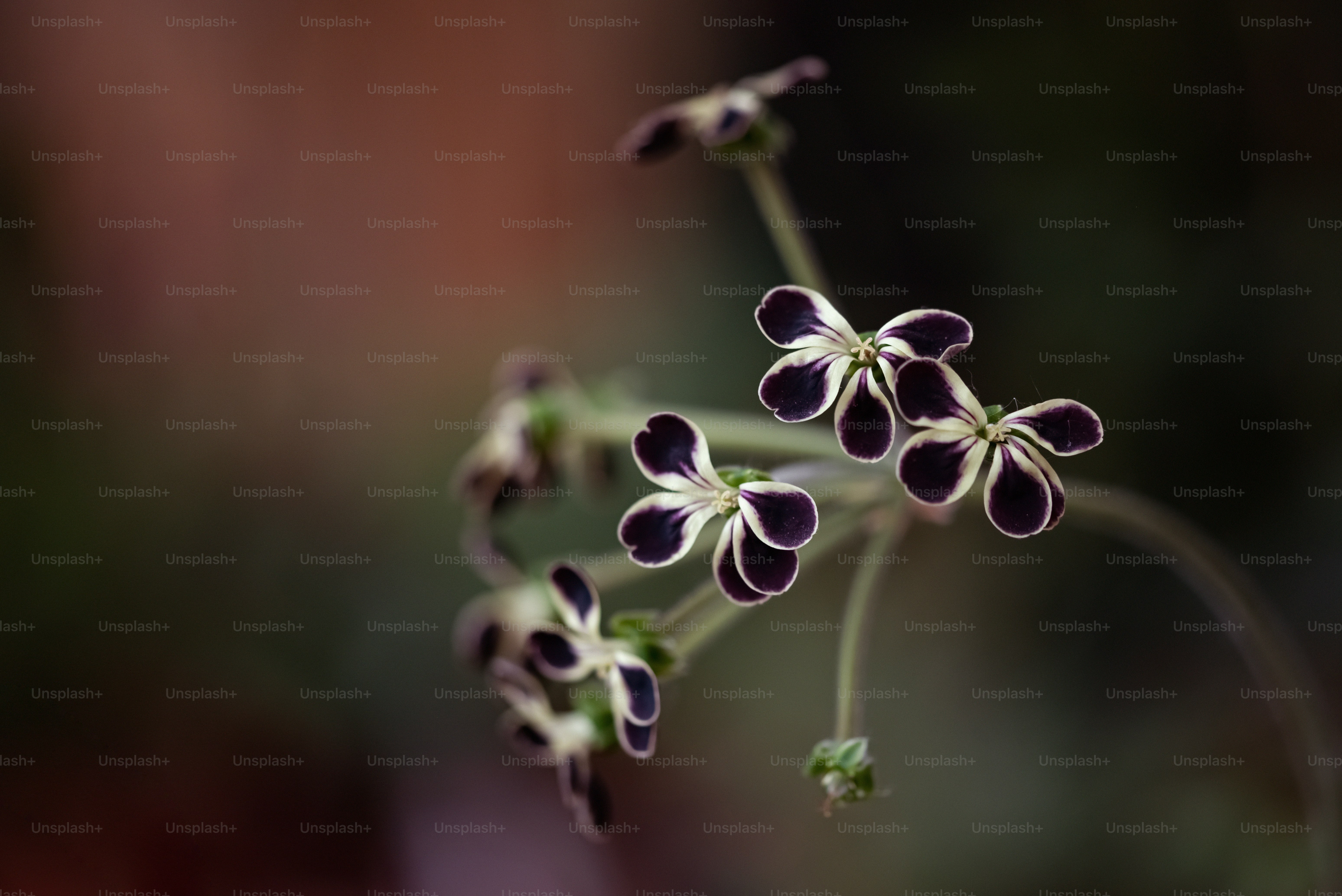 a close up of a flower with a blurry background